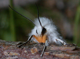 <i>Agreeable Ermine </i>